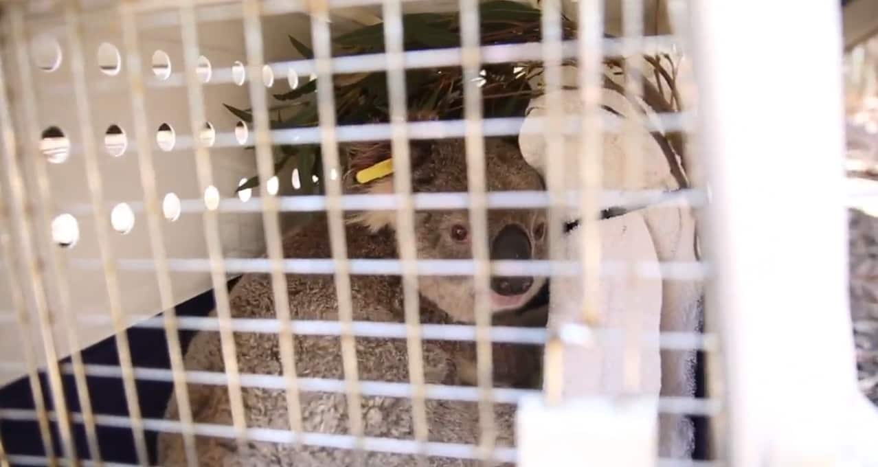 The koalas were living directly in the path of a deadly bushfire.
