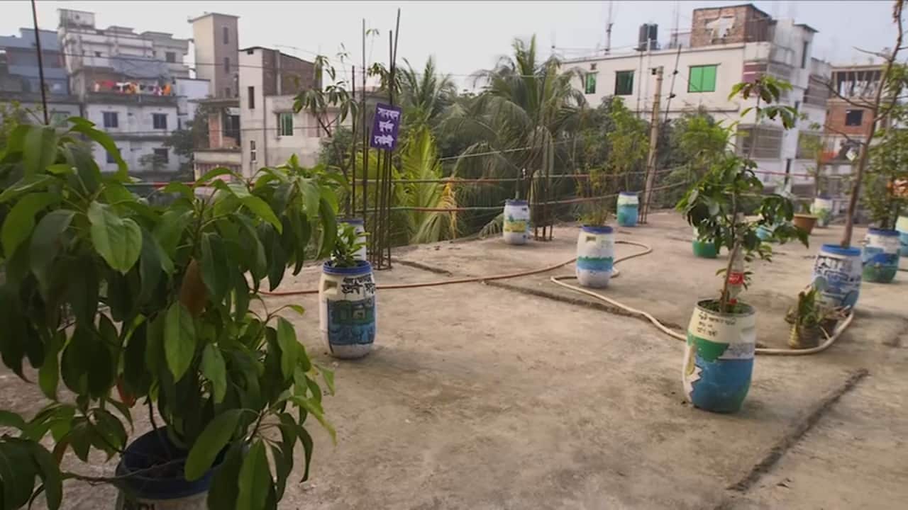 Some of the trees planted by the Green Club.