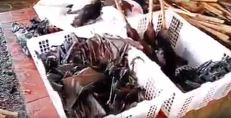 Dead bats in the video.