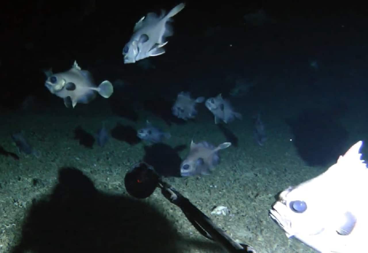 A still from the underwater footage.