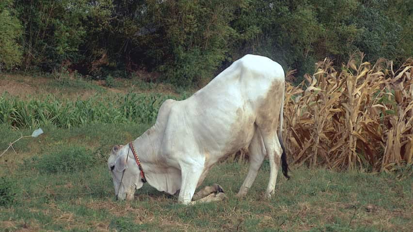 cow