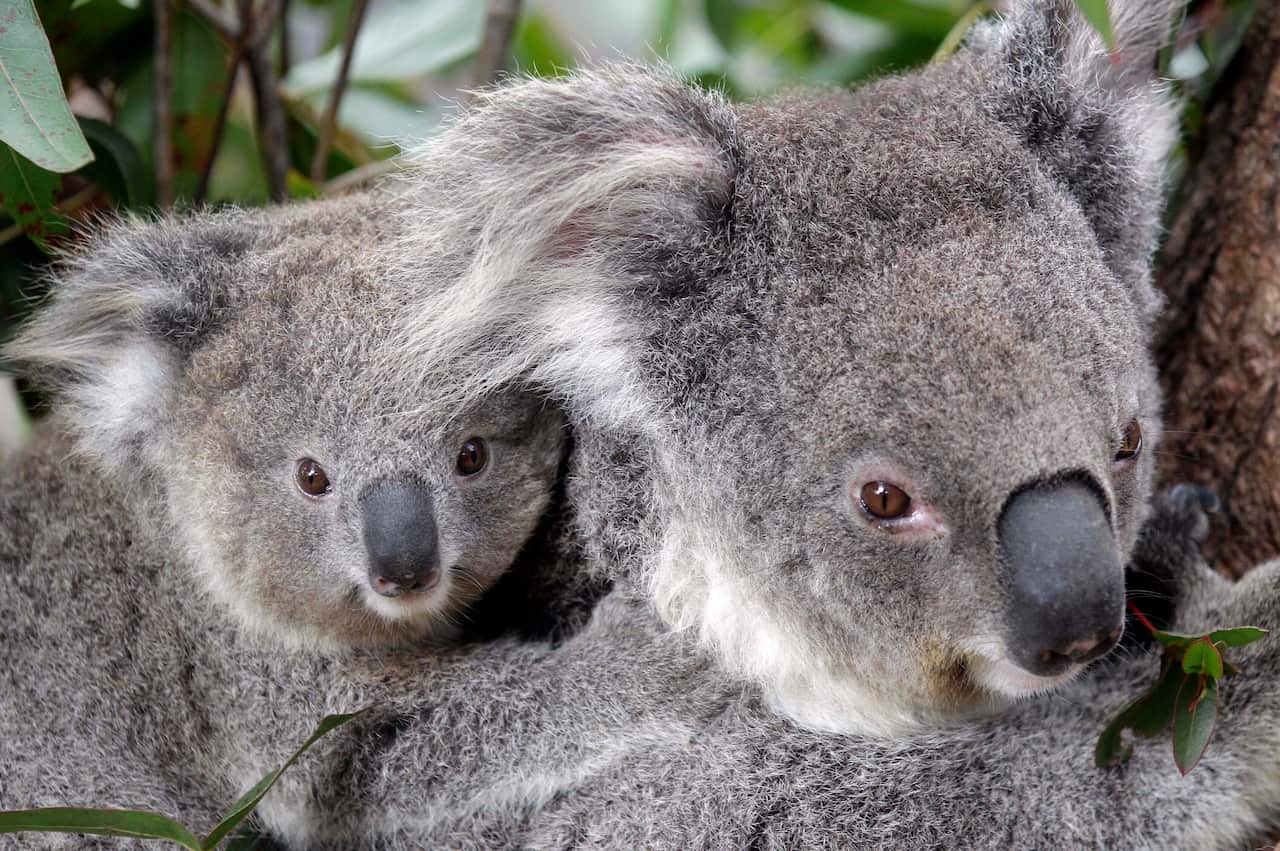 Maggie the female Koala, climbs a tree with her joey at Taronga Zoo in  Sydney,  Australia, Thursday, Sept. 1, 2011. Although already 