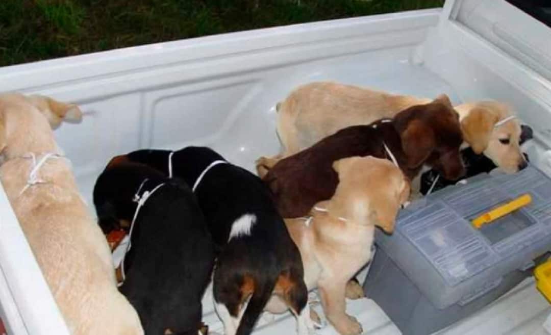Puppies rescued from a farm in Colombia.