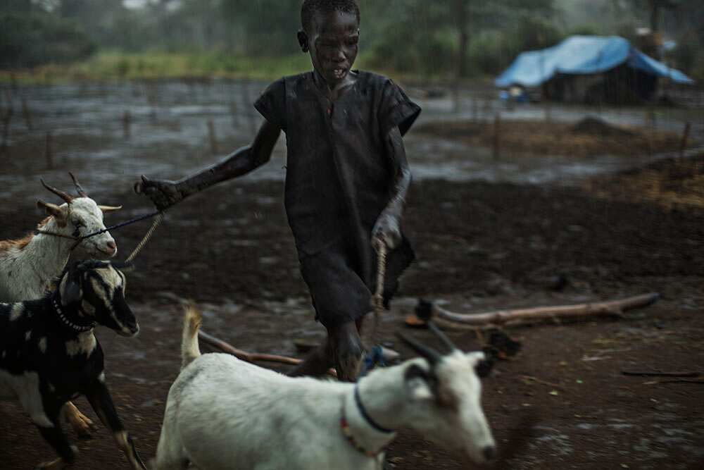 A young boy leads goats back into camp after a storm breaks out. As goats and cattle are their livelihood, the tribe ensures animals are protected from the elements. (Matthew Abbott)
