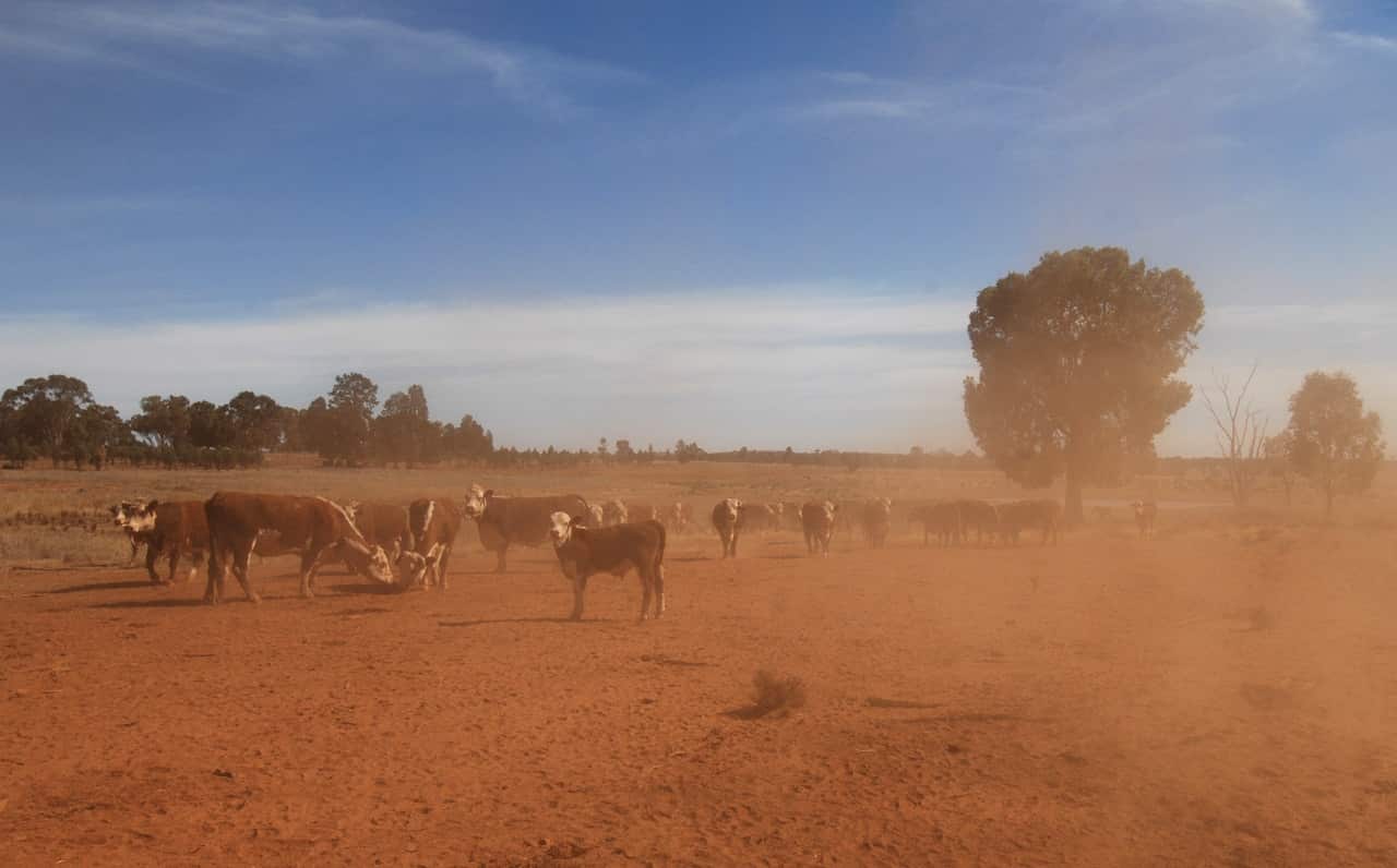 Parts of NSW and Queensland have been hit by drought.