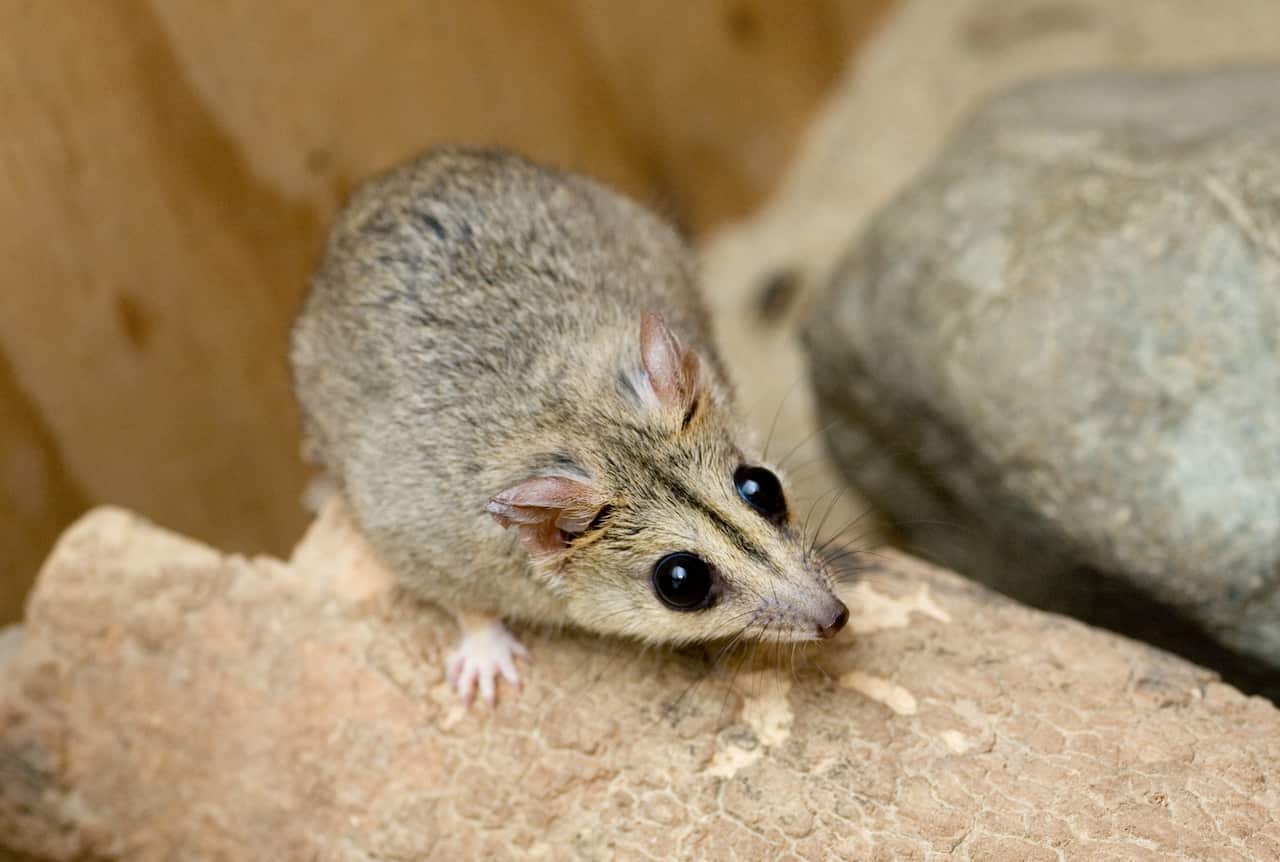 Dunnarts on Kangaroo Island are at risk of being wiped out as a result of the bushfires.