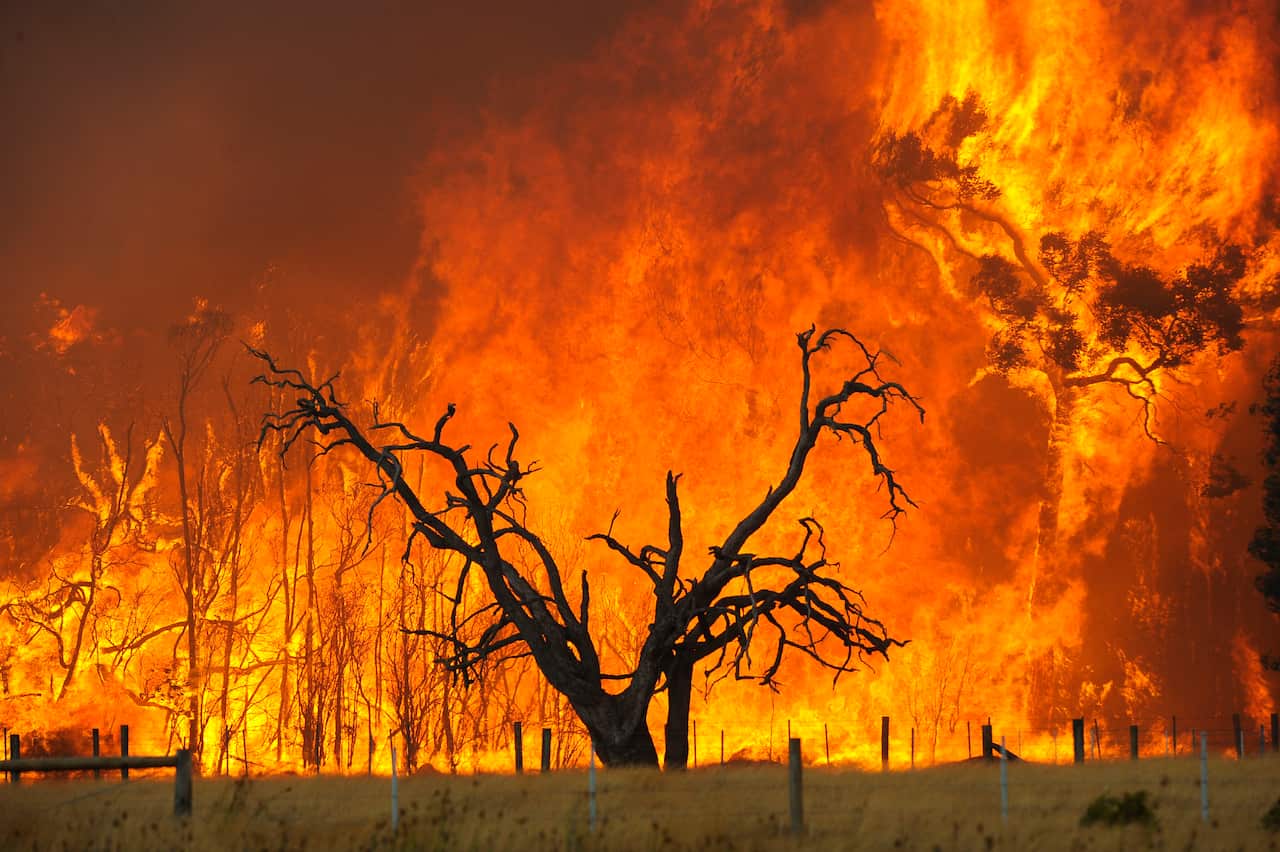 A bushfire burns in the Bunyip State Forest near the township of Tonimbuk, Saturday, Feb. 07, 2009. Authorities have issued urgent fire warnings to towns near a bushfire burning out of control east of Melbourne.