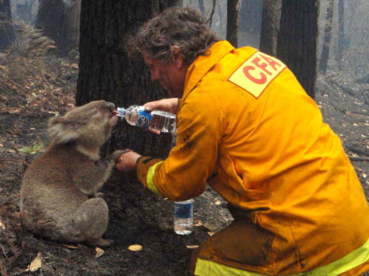CFA firefighter David Tree shares his water with an injured koala.