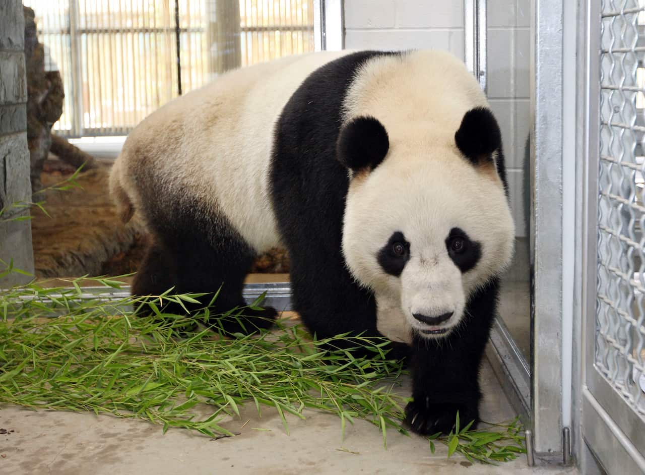 Male panda Wang Wang is seen in the quarantine section of a purpose built natural enclosure at the Adelaide Zoo.