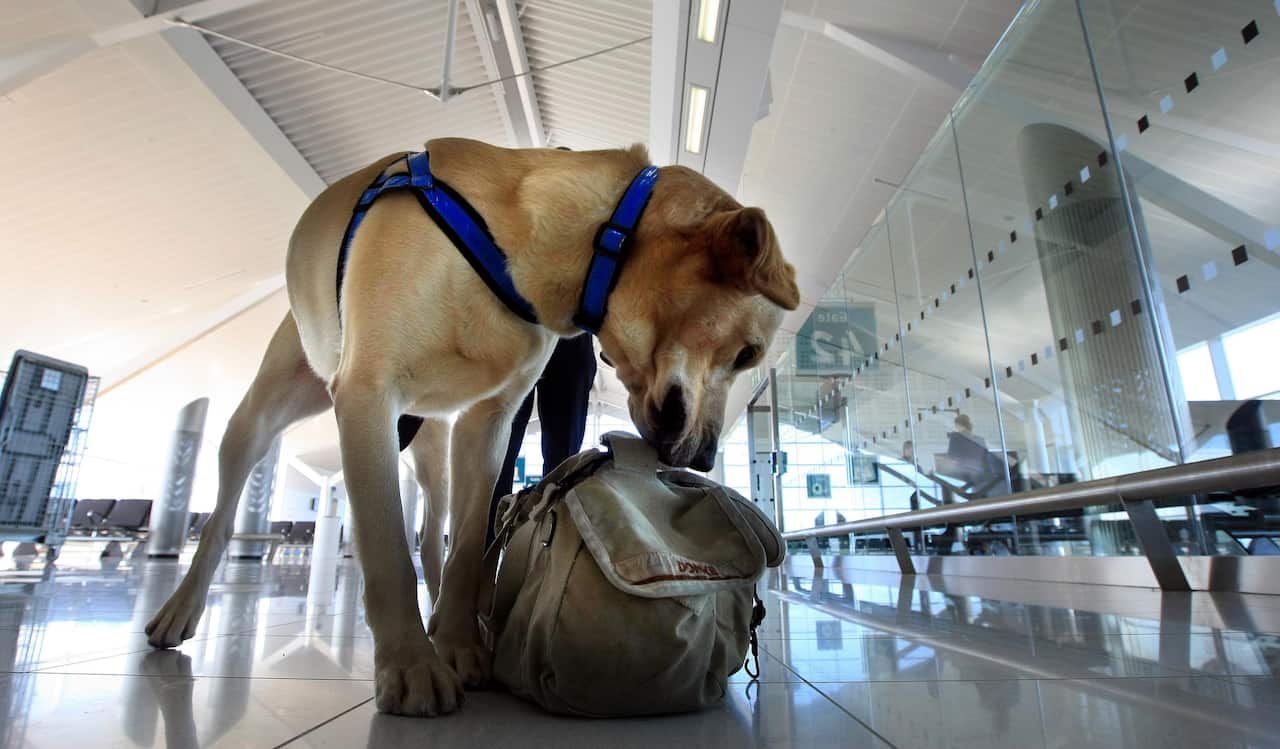 'Hardy' the Border Agency sniffer dog checks luggage at Birmingham International airport.