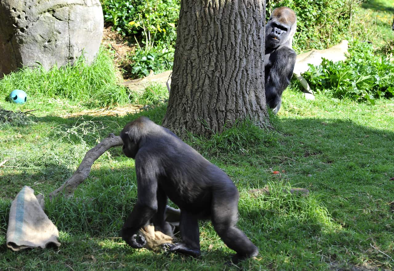 Melbourne Zoo's gorilla enclosure turns 25
