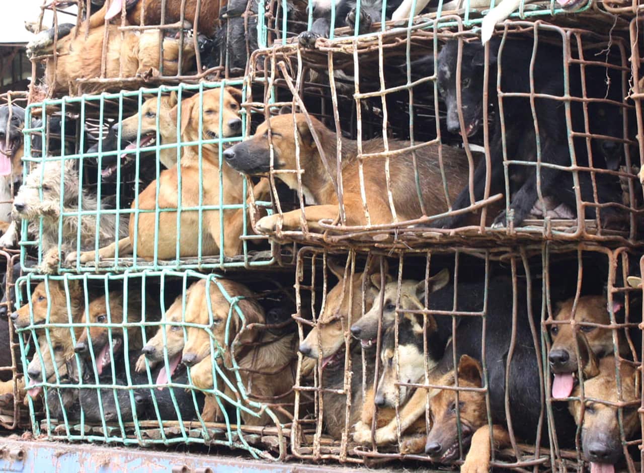 Caged dogs crammed into a car after they were seized en-route to Vietnam headed for dinner tables, where dog meat is eaten, 06 September 2011