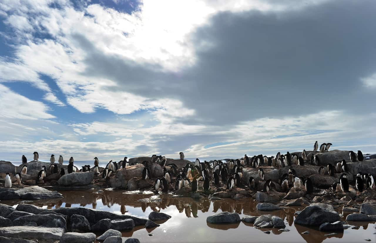 File photo of penguins in an ice melt during nesting in a rookery at the base of the memorial cross at Mawson's Hut in Commonwealth Bay, Antarctica.