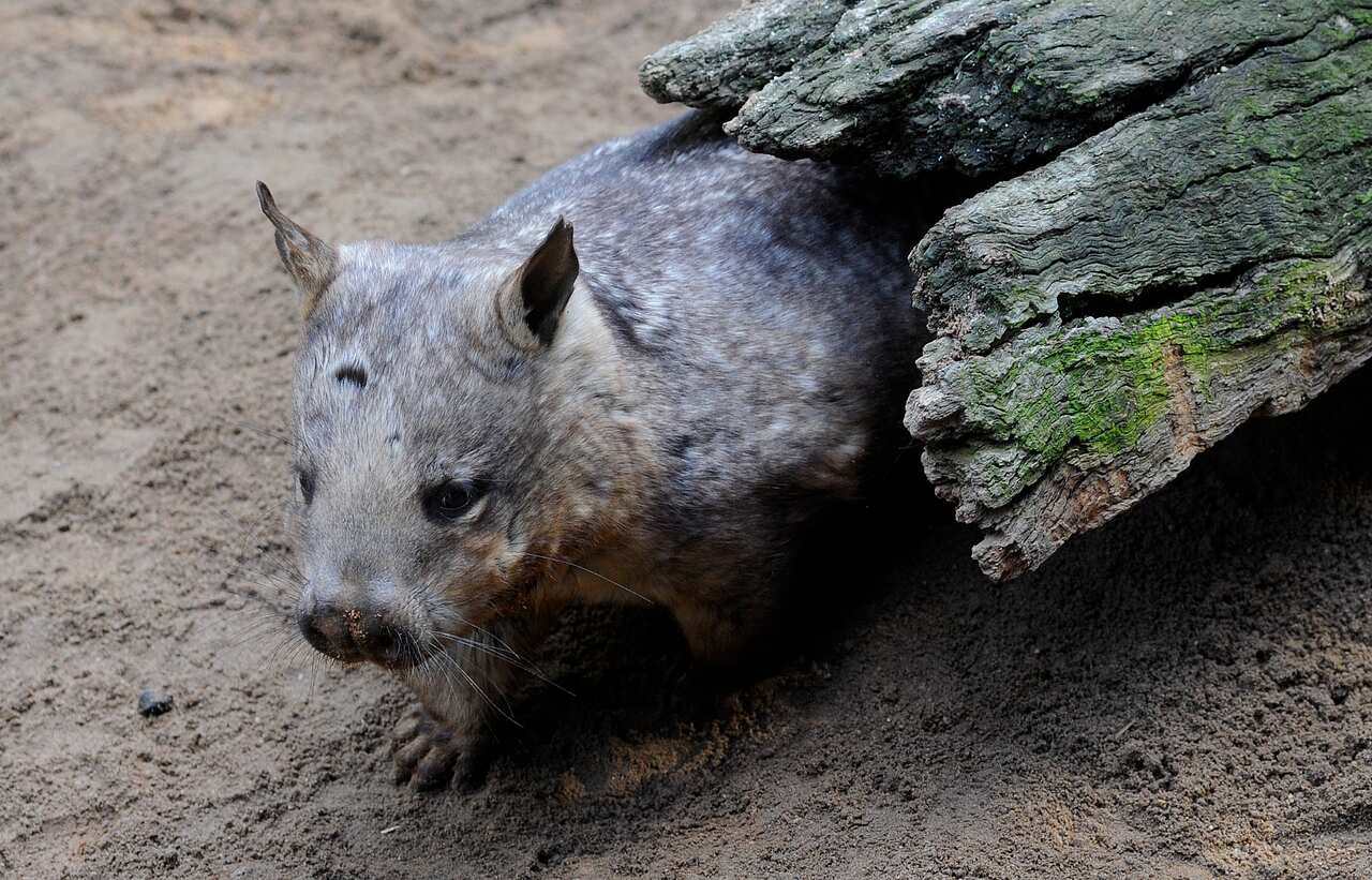 The hairy-nosed wombat is one Australian animal at risk of extinction.