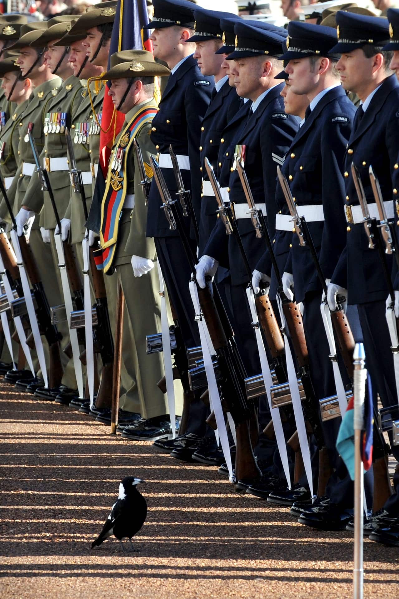 A magpie appears to inspect the guard of honour at Parliament House.
