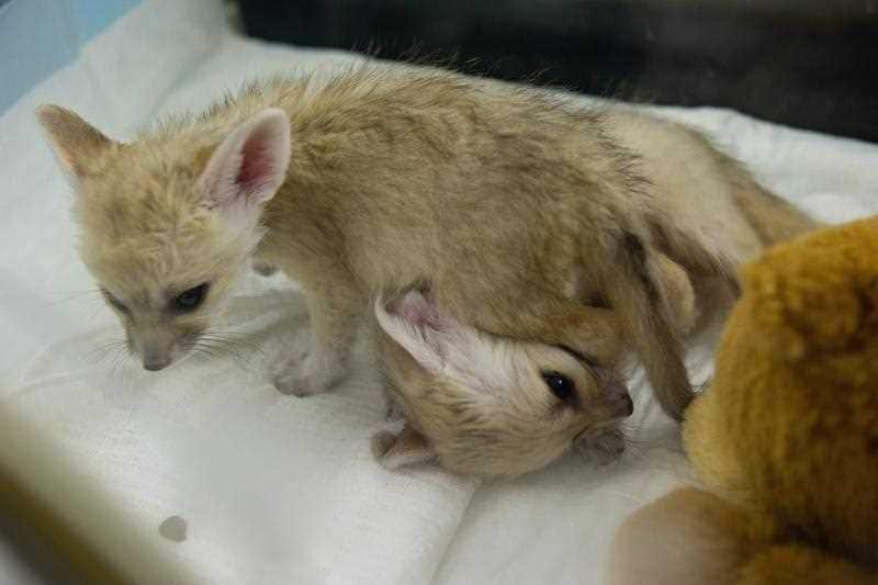 animal assisted therapy