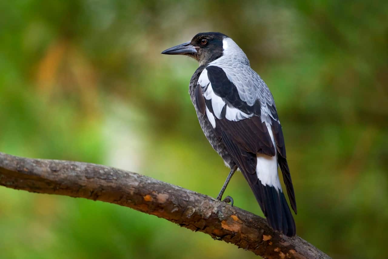  Australian Magpie