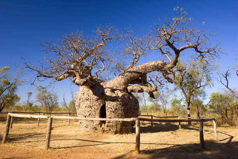 A baobab tree with an opening through which one can climb inside.