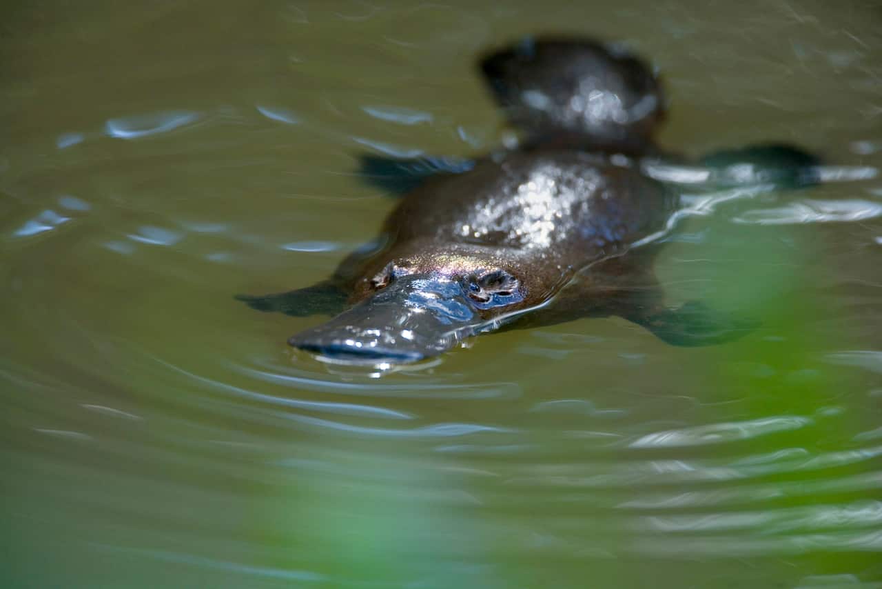 Platypus - adult floating on the surface of a river grinding up food which was collected from the ground (Ornithorhynchus anatinus) (AAP/Mary Evans/Ardea/Steffen & Alexandra Sailer) | NO ARCHIVING, EDITORIAL USE ONLY