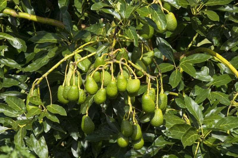 Avocado Fruit - bunches of ripening Avocados hang on a tree.
