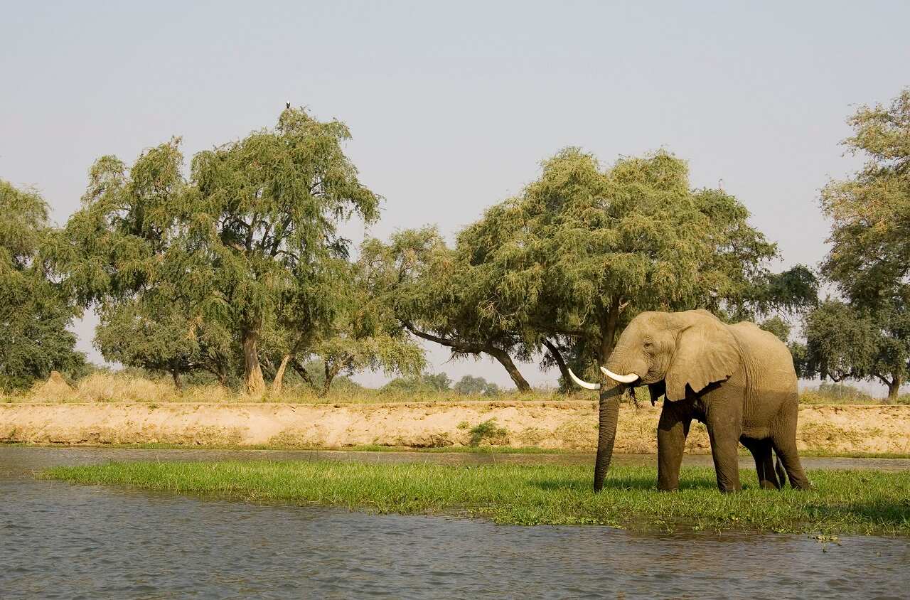 An African Elephant graze sin Mana Pools National Park, Zimbabwe.