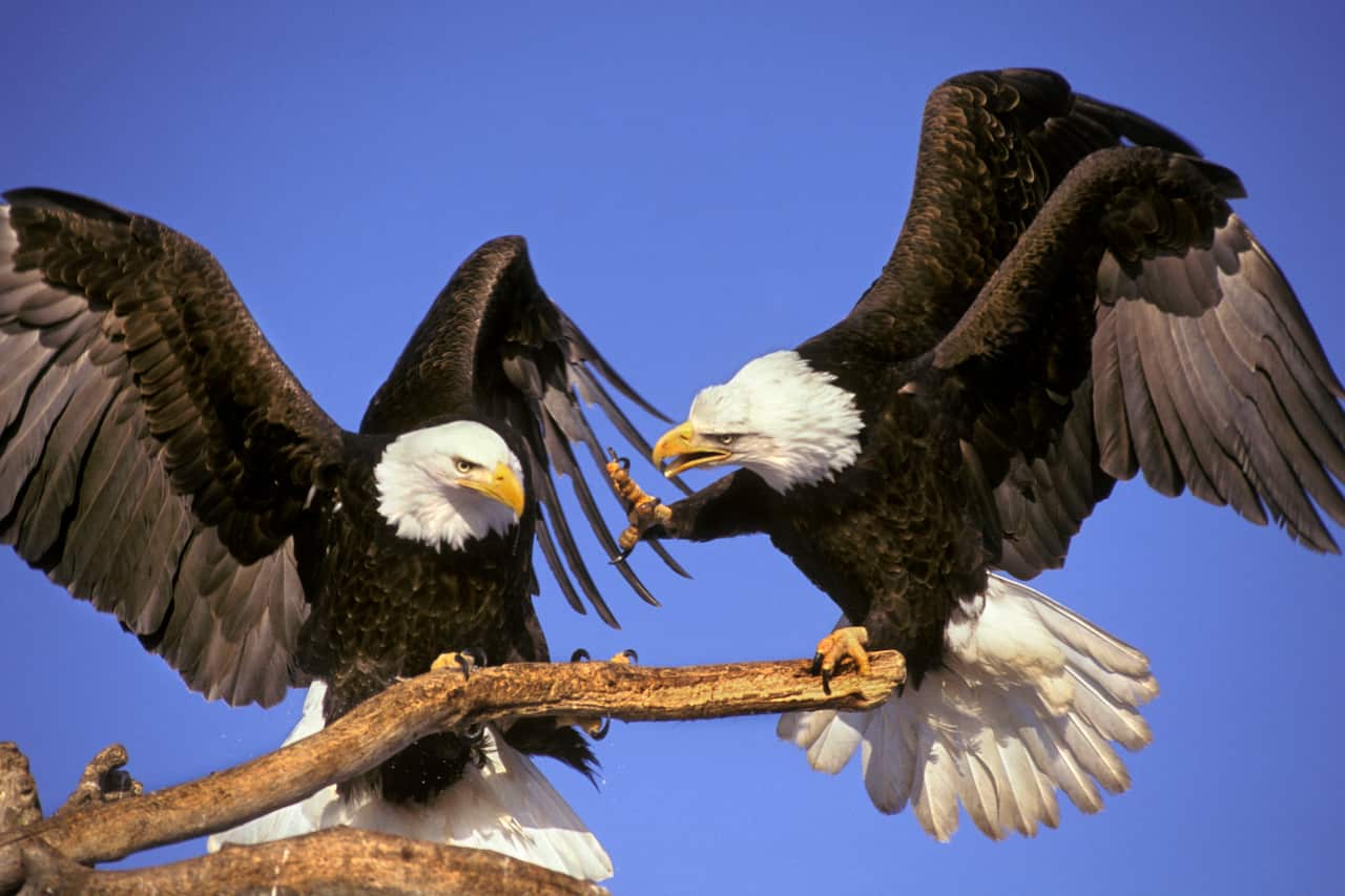 Bald Eagles - Squabble over perch (Haliaeetus leucocephalus) (AAP/Mary Evans/Ardea/Tom & Pat Leeson) | NO ARCHIVING, EDITORIAL USE ONLY