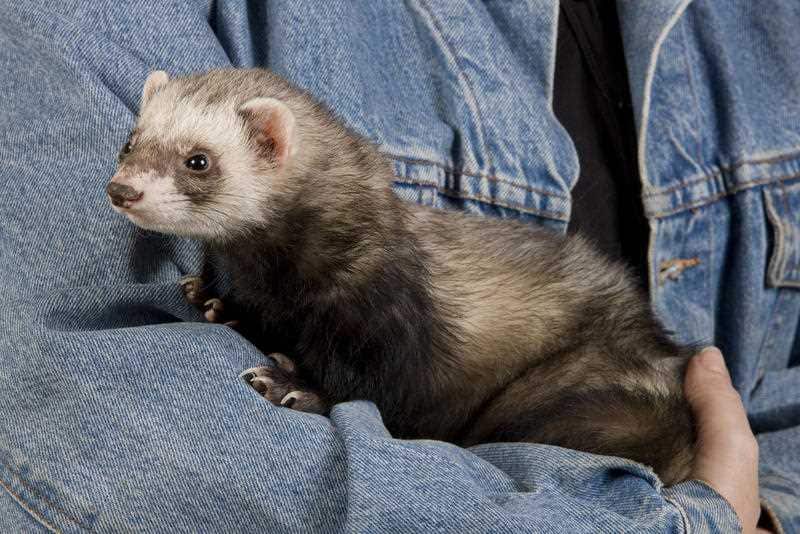 animal assisted therapy