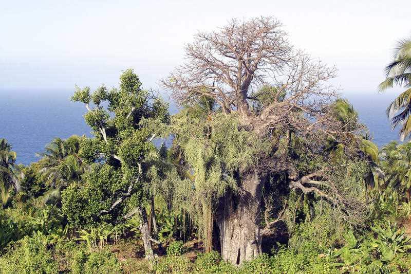 All affected Baobab trees were in southern Africa.