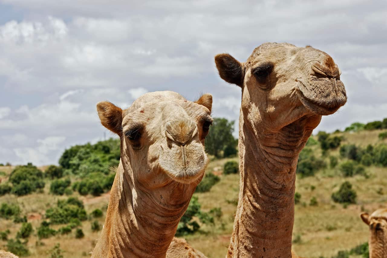 animal assisted therapy