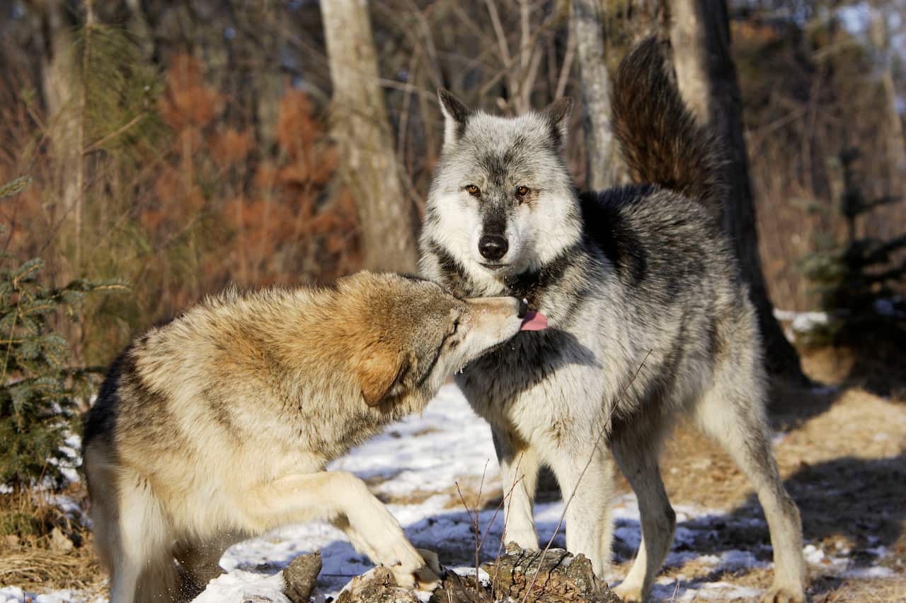 Wolf / Gray Wolf / Timber Wolf - submissive behaviour (Canis lupus) (AAP/Mary Evans/Ardea/M. Watson) | NO ARCHIVING, EDITORIAL USE ONLY