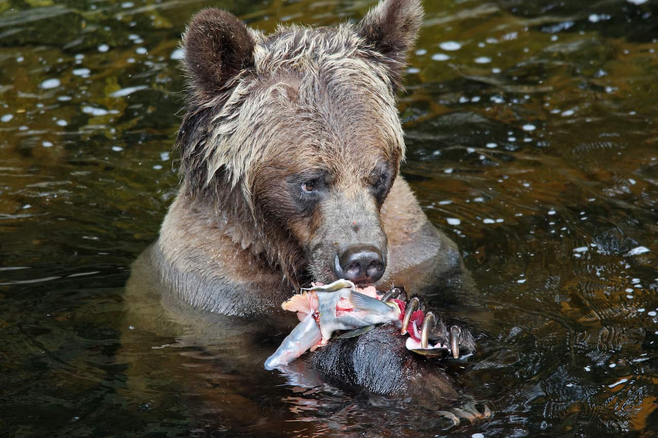 Grizzly bear - eating salmon in river (Ursus arctos horribilis) (AAP/Mary Evans/Ardea/M. Watson) | NO ARCHIVING, EDITORIAL USE ONLY