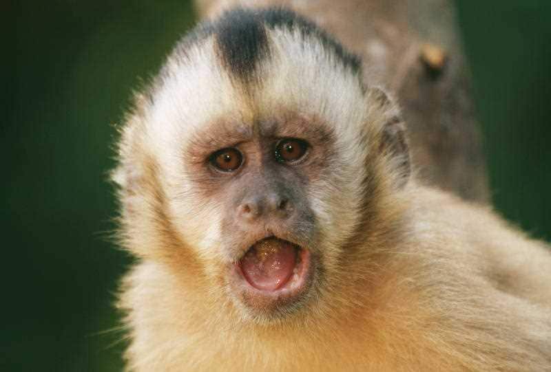 animal assisted therapy