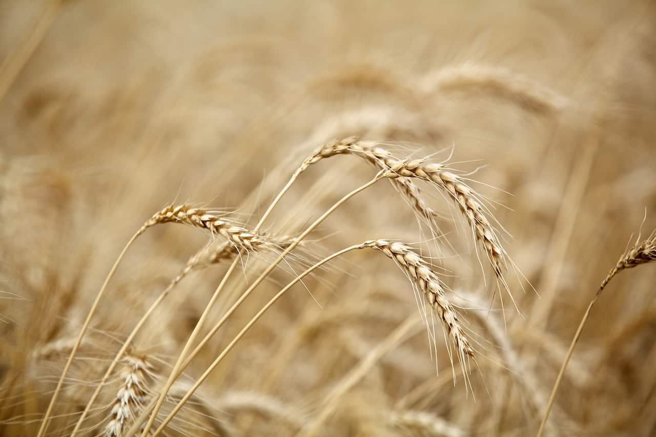 China has imposed an 80 per cent tariff on Australian barley.