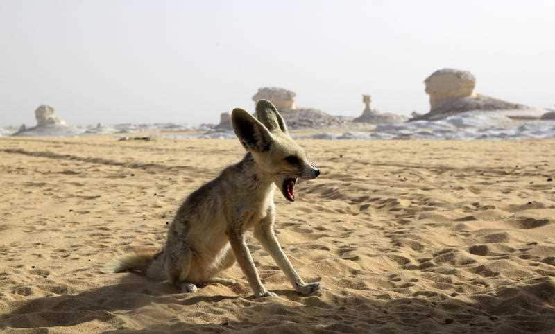 Fennec fox, the smallest species of fox, and a native to the Sahara desert in Africa