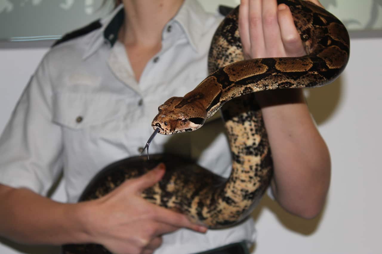 animal assisted therapy