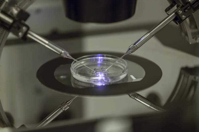 A scientist at work during an IVF process.