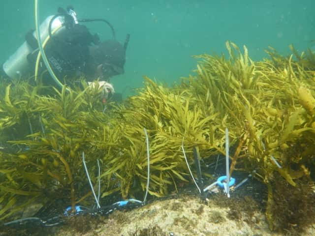 A diver completes Seaweed restoration work along Long Bay and Cape Banks in Sydney, after it vanished due to high levels of sewage in the 1970s. 