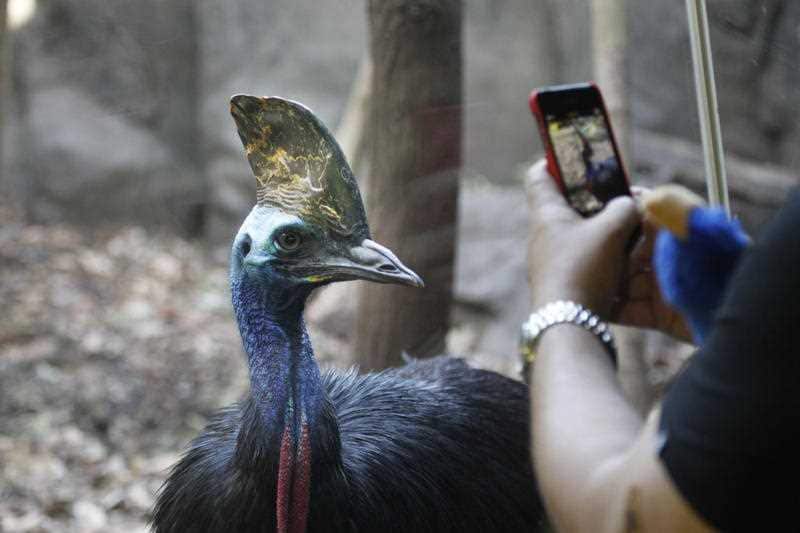 A cassowary at Sydney Wild Life Zoo.