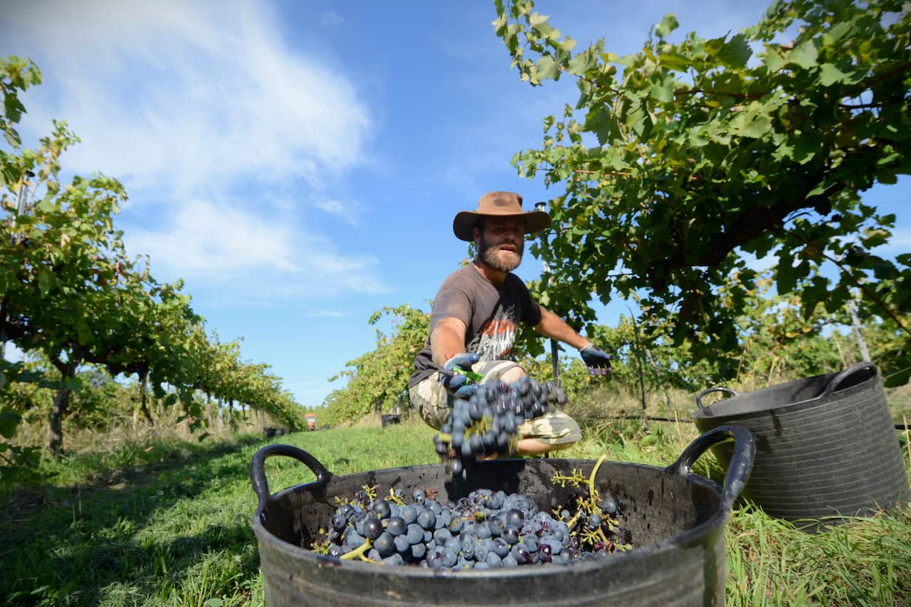 Seasonal workers who hold visas may lose their jobs, and won't be entitled to government financial support.