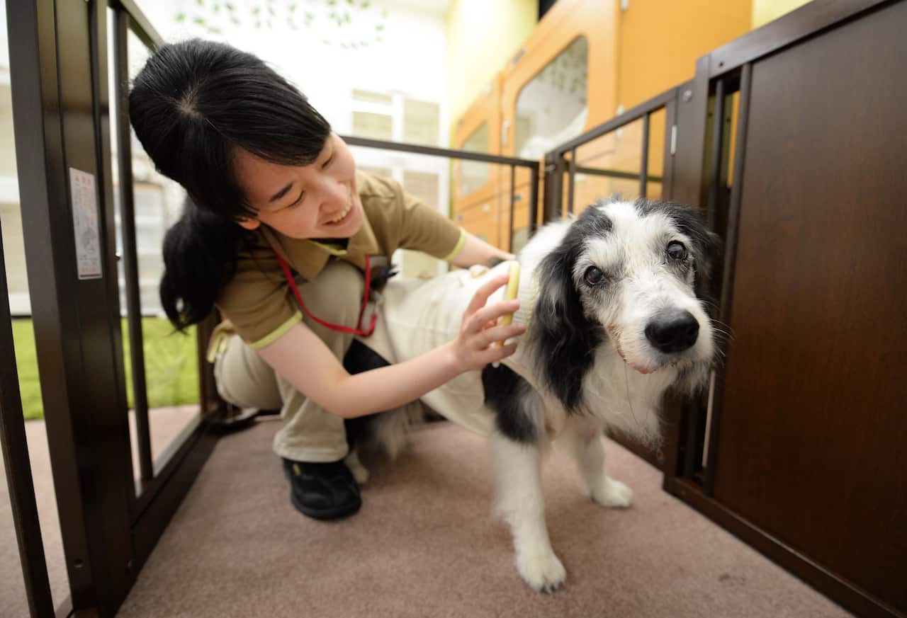 A caretaker takes care of a 14-year-old female dog which can't walk well at a home for ageing pets (AAP)