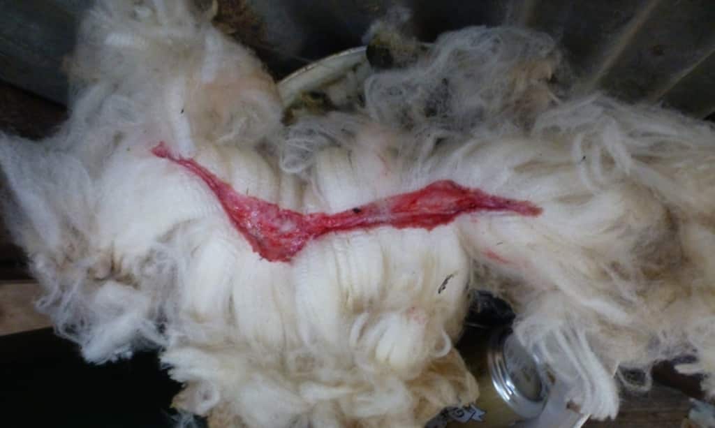 Supplied undated images taken during a PETA investigation at shearing sheds in Australia. (AAP/PETA)