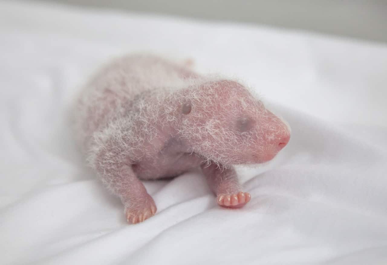CHINESE ZOO UNVEILS WORLD'S 'FIRST' SURVIVING PANDA TRIPLETS