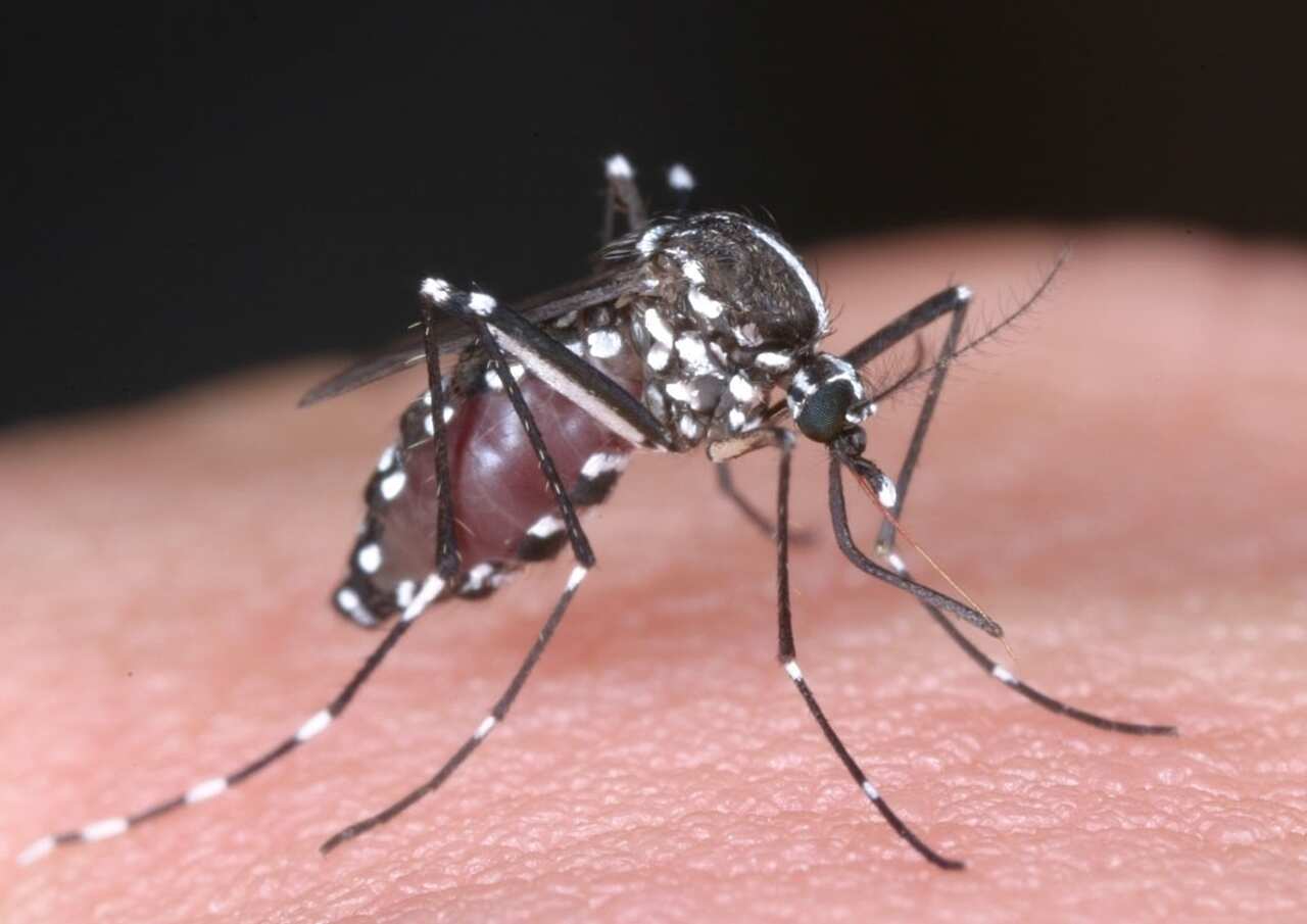 A tiger mosquito carries dengue fever.