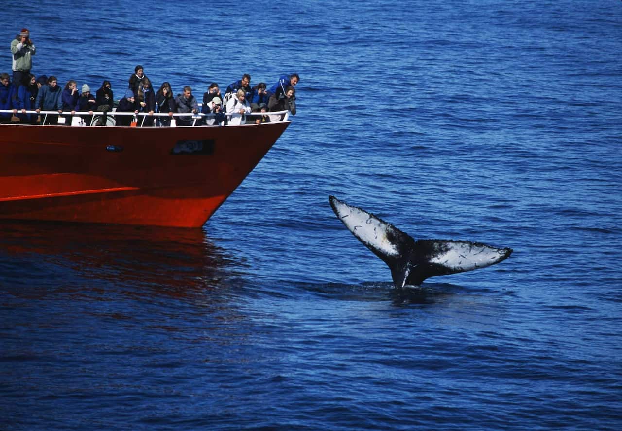 A group of tourists whale watching in Iceland