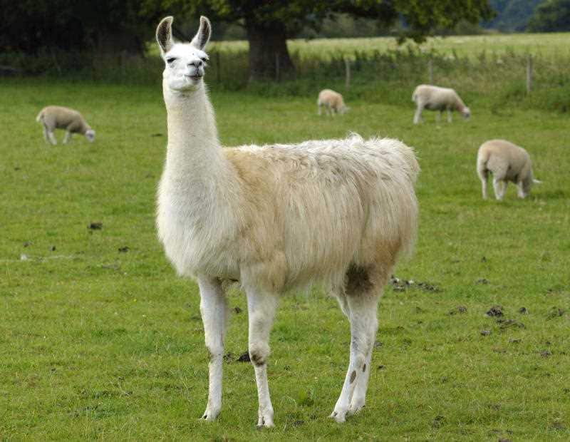 animal assisted therapy