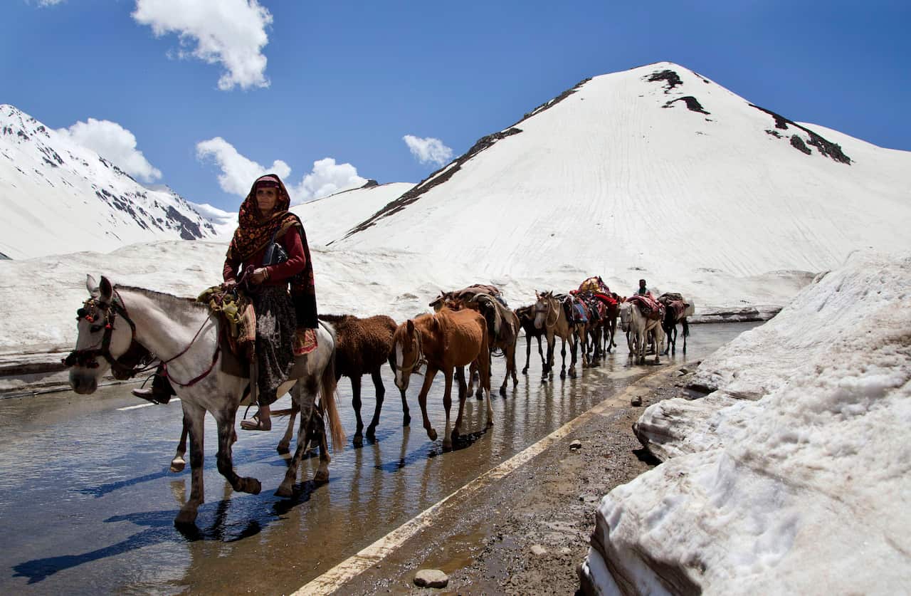 An Kashmiri Bakarwal woman leads a heard of horses.