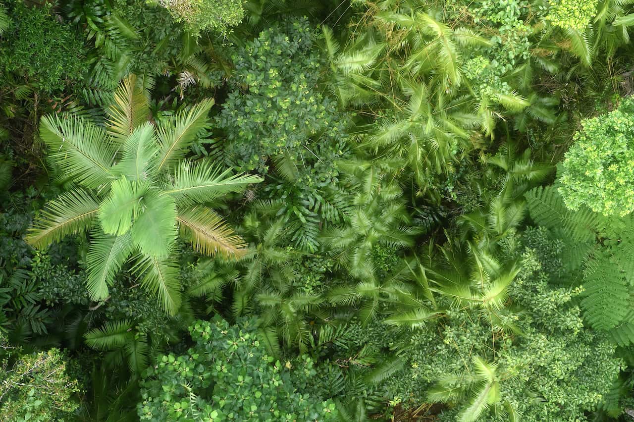 An aerial view of tropical rainforest is seen in the Kuranda Range near Cairns in far north Queensland, Sunday, June 28, 2015. (AAP Image/Dave Hunt) NO ARCHIVING