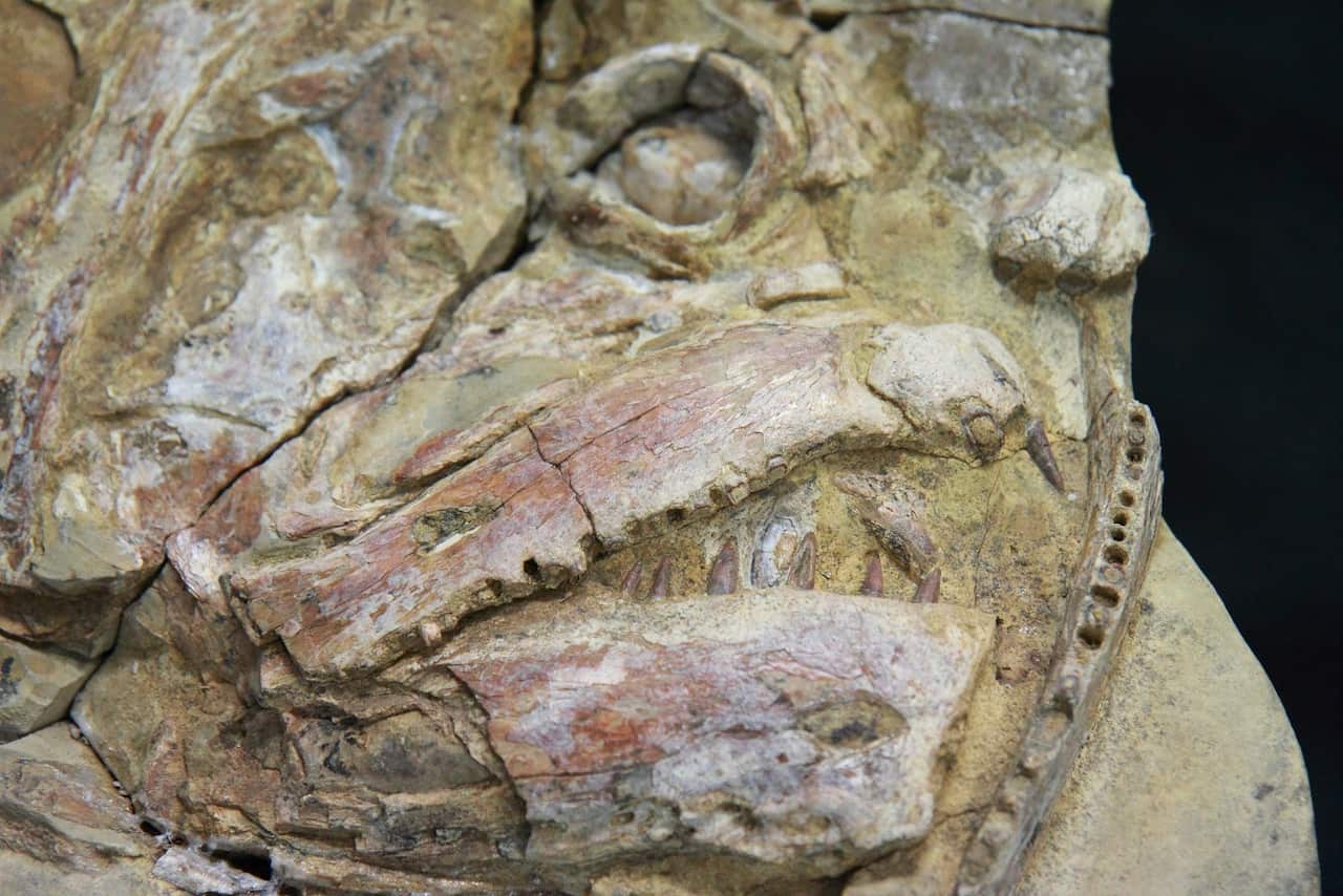 A close-up of a skull of a Cooyoo fossil