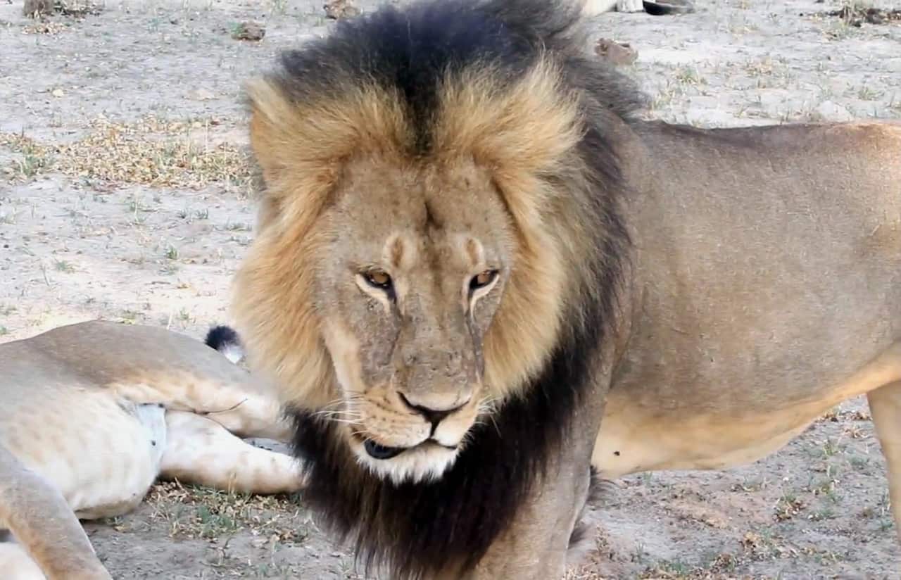 Cecil the lion, pictured in 2012.