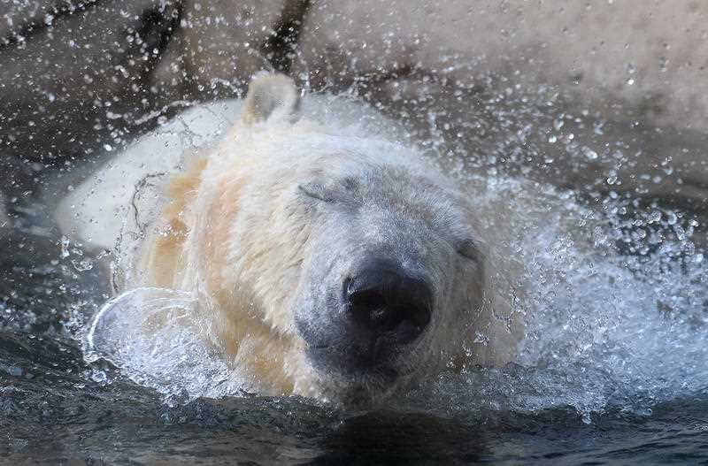 Sea World polar bear, Henry.